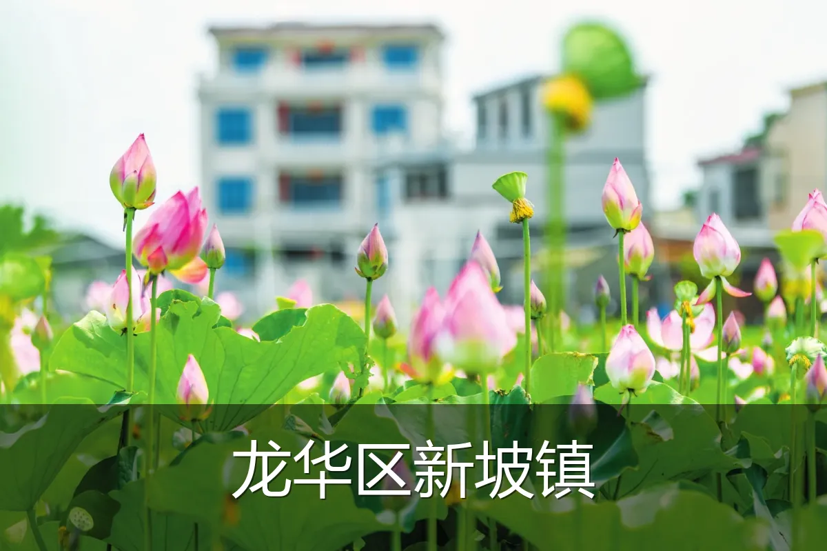 龙华区新坡镇